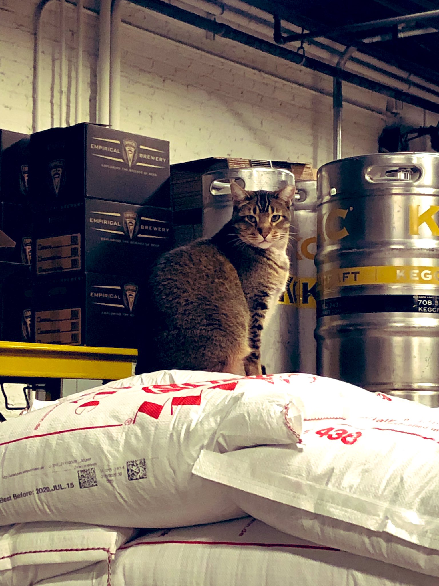 Empirical Brewery's Venkman the Cat